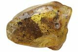 Detailed Fossil Leaf in Baltic Amber #234542-1